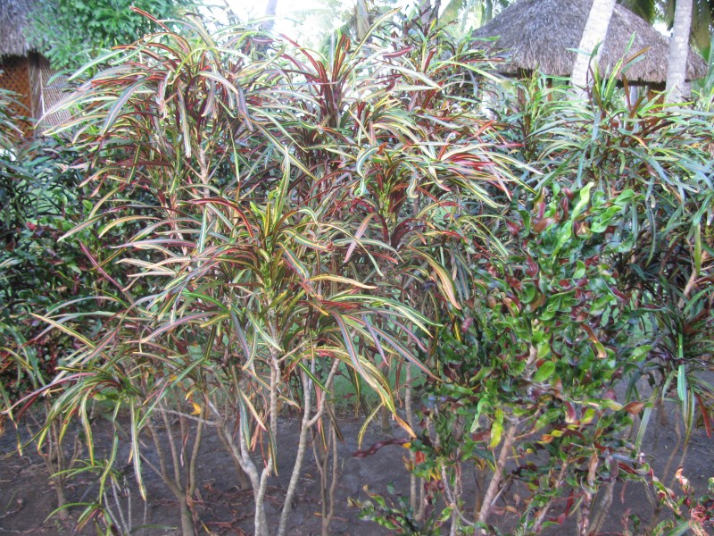 Dominican Republic 311.jpg